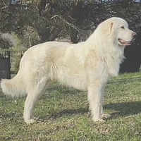 A Great Pyrenees dog