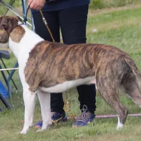 American Staffordshire Terrier