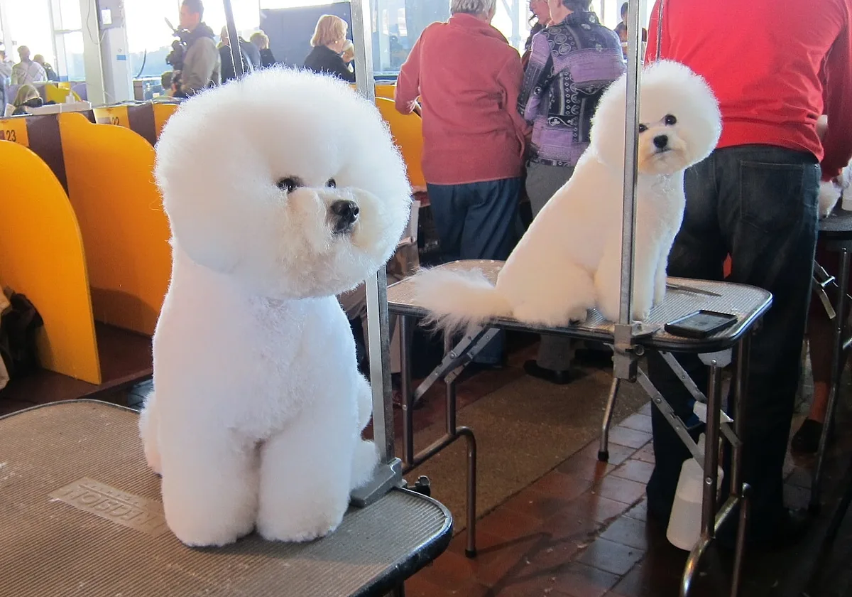 Bichon Frise