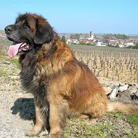 Leonberger, picture 4 of 10