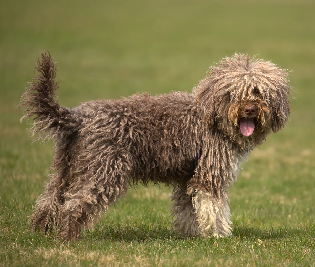 Lagotto Romagnolo dog, photographed by Jcr13