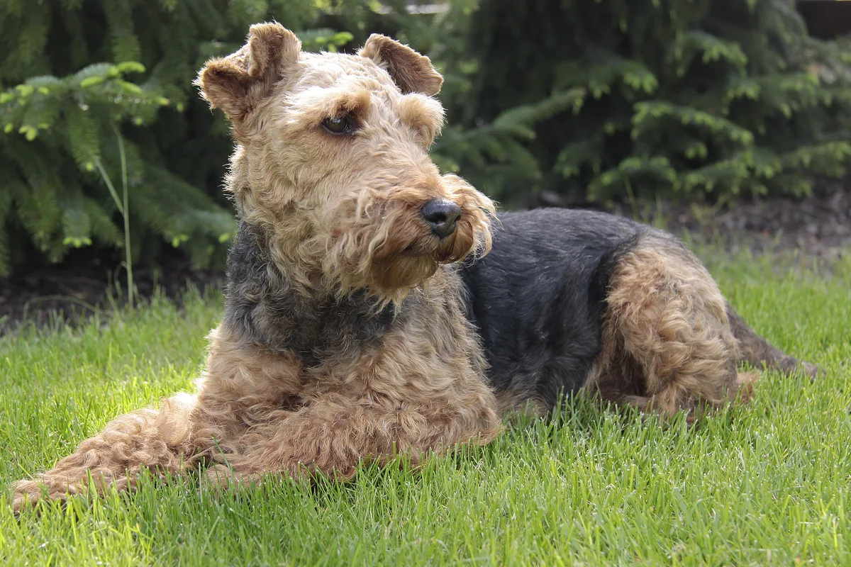 Welsh Terrier dog, photographed by Shleiderbmx