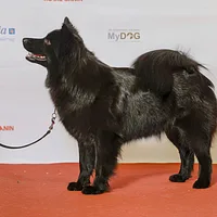 Swedish Lapphund, picture 6 of 8