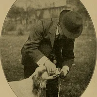English Setter