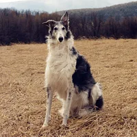 Borzoi