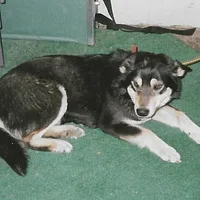 Lapponian Herder, picture 9 of 10