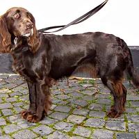 Deutscher Wachtelhund