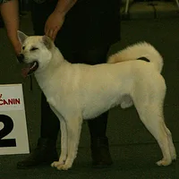 Kishu Ken, picture 8 of 10