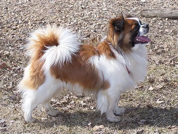 A Tibetan Spaniel