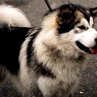 Alaskan Malamute, picture 3 of 9