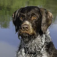 A German Wirehaired Pointer dog
