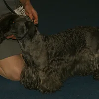 Cesky Terrier