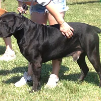 Boerboel, picture 9 of 10