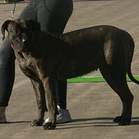 Perro de Presa Canario, picture 9 of 9