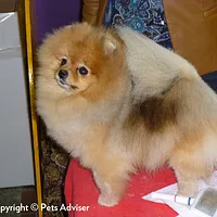 Pomeranian, picture 6 of 8