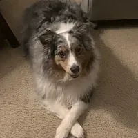 Australian Shepherd