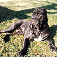 Neapolitan Mastiff, picture 2 of 9