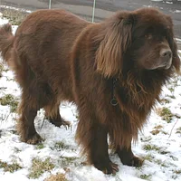 Newfoundland, picture 2 of 6