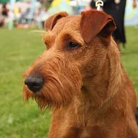 Irish Terrier, picture 2 of 8
