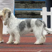 Grand Basset Griffon Vendéen, picture 5 of 8