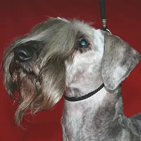 Cesky Terrier, picture 2 of 9