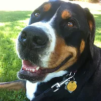 Greater Swiss Mountain Dog