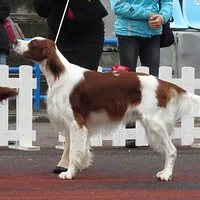 Irish Red and White Setter, picture 9 of 10