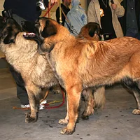 Estrela Mountain Dog