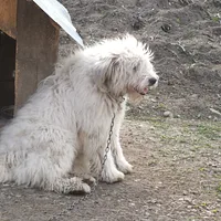 Romanian Mioritic Shepherd Dog, picture 3 of 8