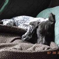 German Shorthaired Pointer, picture 7 of 8