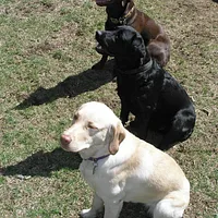 Labrador Retriever, picture 6 of 7