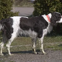 French Spaniel