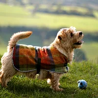 Norfolk Terrier, picture 7 of 10