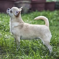 A Chihuahua dog