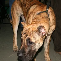 Perro de Presa Canario, picture 8 of 9