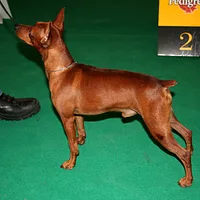 Miniature Pinscher, picture 8 of 10