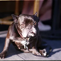 French Bulldog