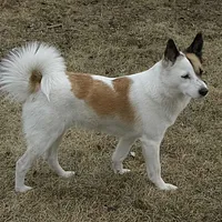 A Norrbottenspets dog