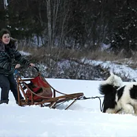Yakutian Laika, picture 6 of 8