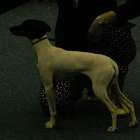 Japanese Terrier