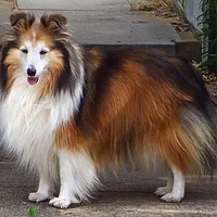 Icelandic Sheepdog, picture 3 of 5