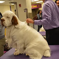 Clumber Spaniel