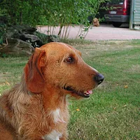 Basset Fauve de Bretagne, picture 3 of 10