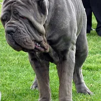 Neapolitan Mastiff, picture 4 of 9