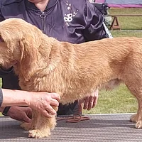 Basset Fauve de Bretagne