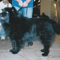 Swedish Lapphund, picture 8 of 8