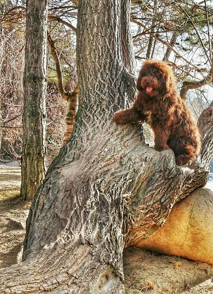 A Spanish Water Dog