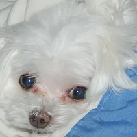 Maltese, picture 5 of 8