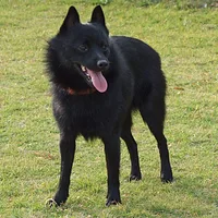 Schipperke, picture 1 of 8