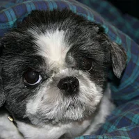 Shih Tzu, picture 6 of 8